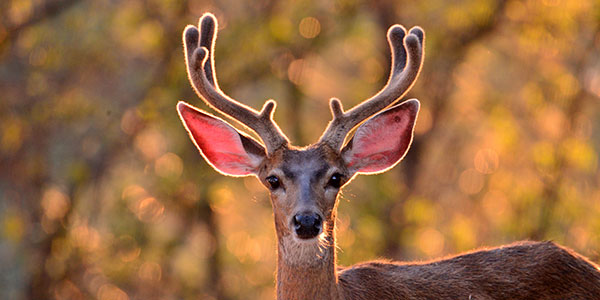 Mammal Mule Deer California Richard Douse 600X300
