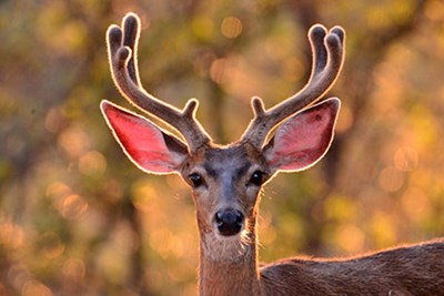 Struck deer information